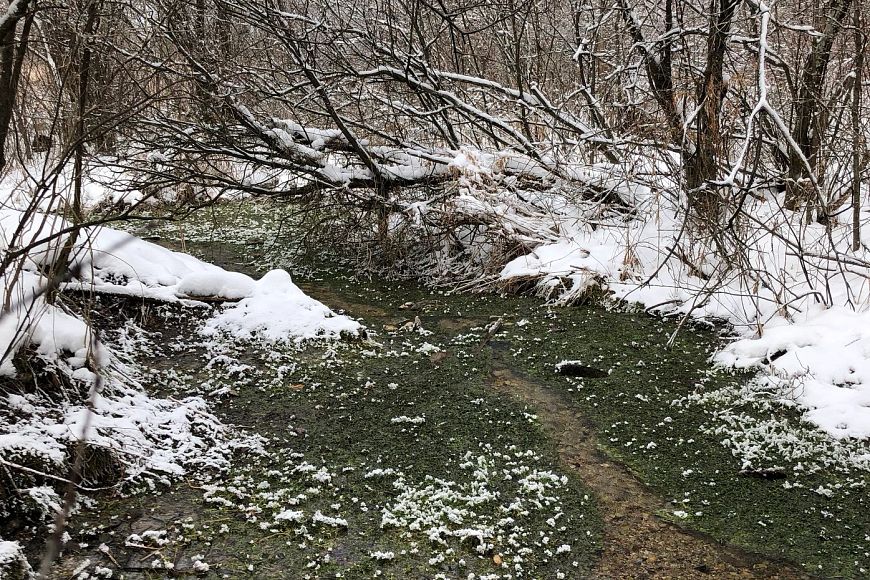 Watercress growing in a flowing stream in early spring