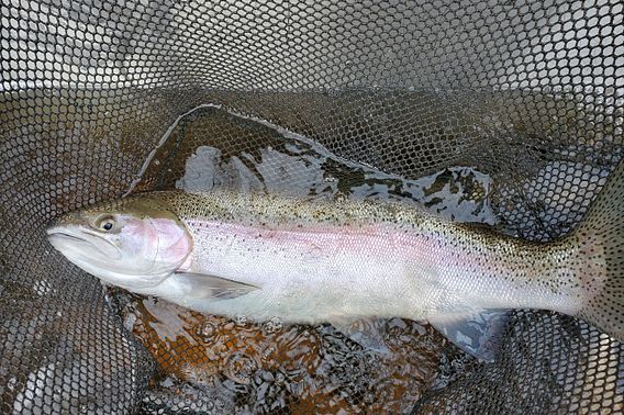 A closeup of a trout caught in a net, submerged in water.