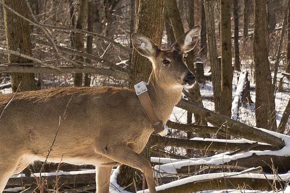 A deer fitted with a tracking collar walks through a wooded area during winter.