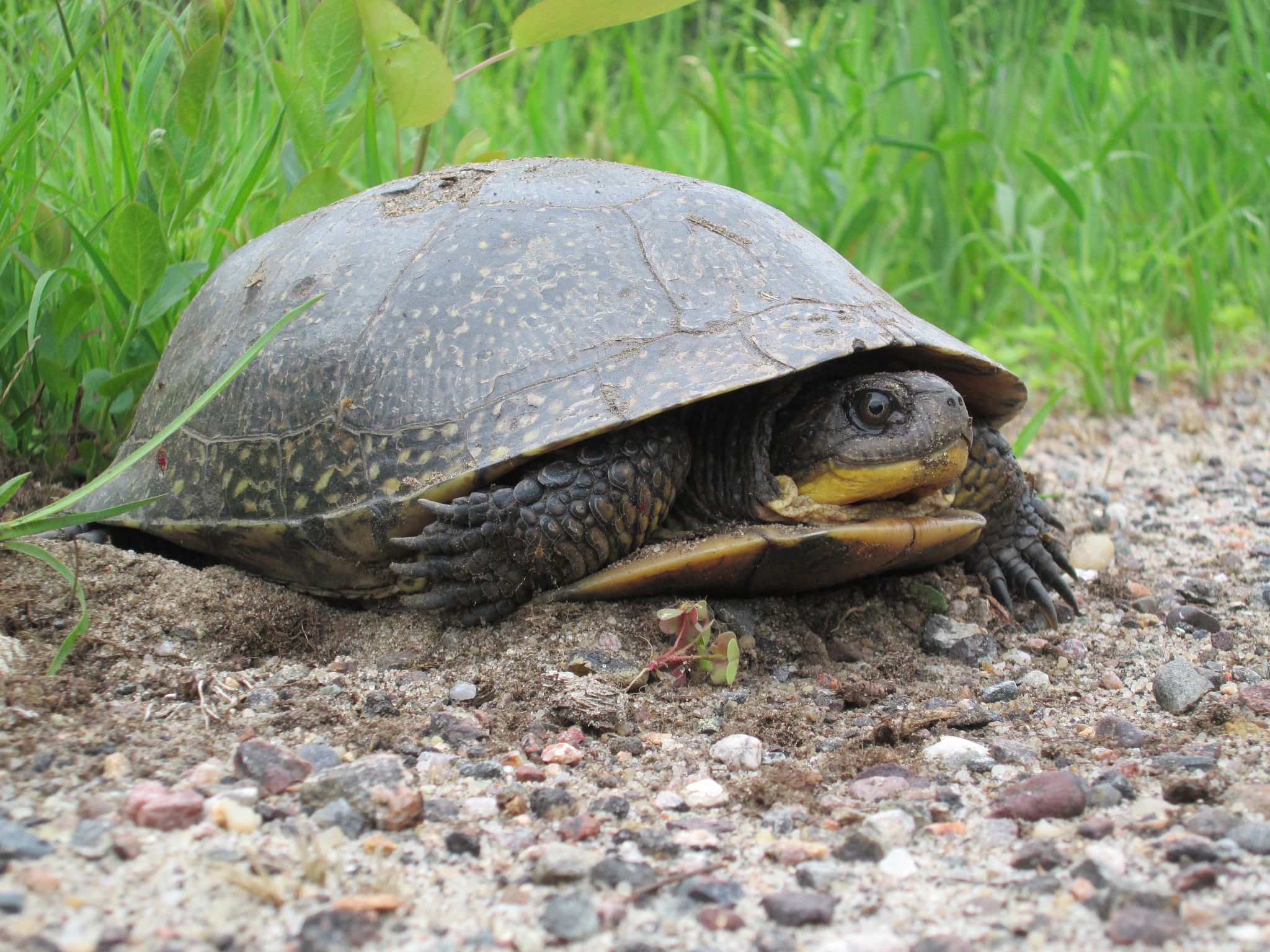 An image of a Blanding's turtle on gravel outdoors.  