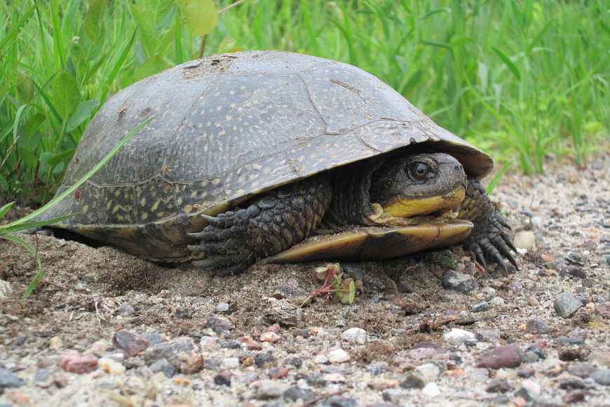 A Blanding's turtle walking on gravel with grass behind it.