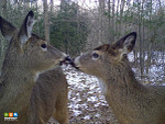 Deer_Wood_34148247.jpg