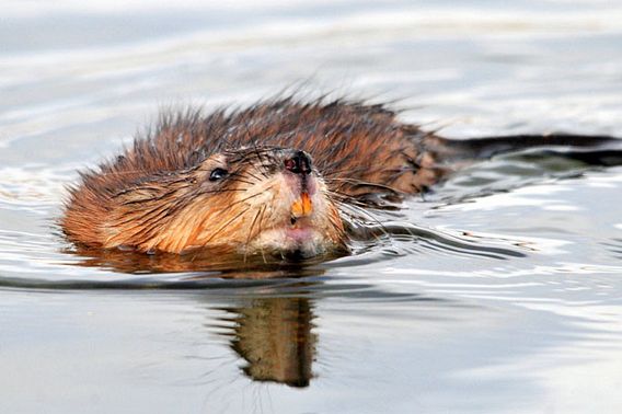 A muskrat swimming with its head above water.