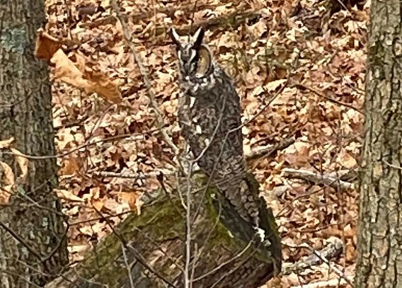owl perched on a tree stump in the woods