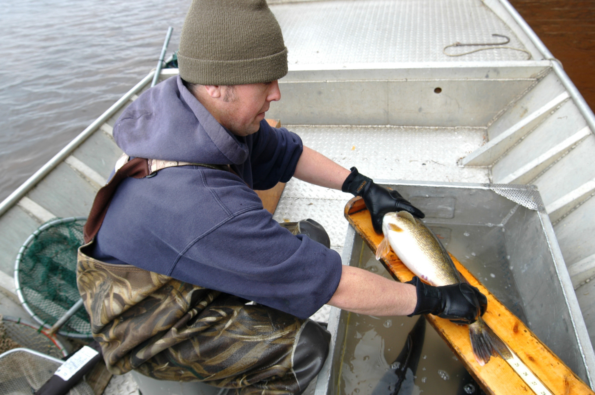 A DNR researcher inspects a walleye in a boat in this 2005 archive photo. 