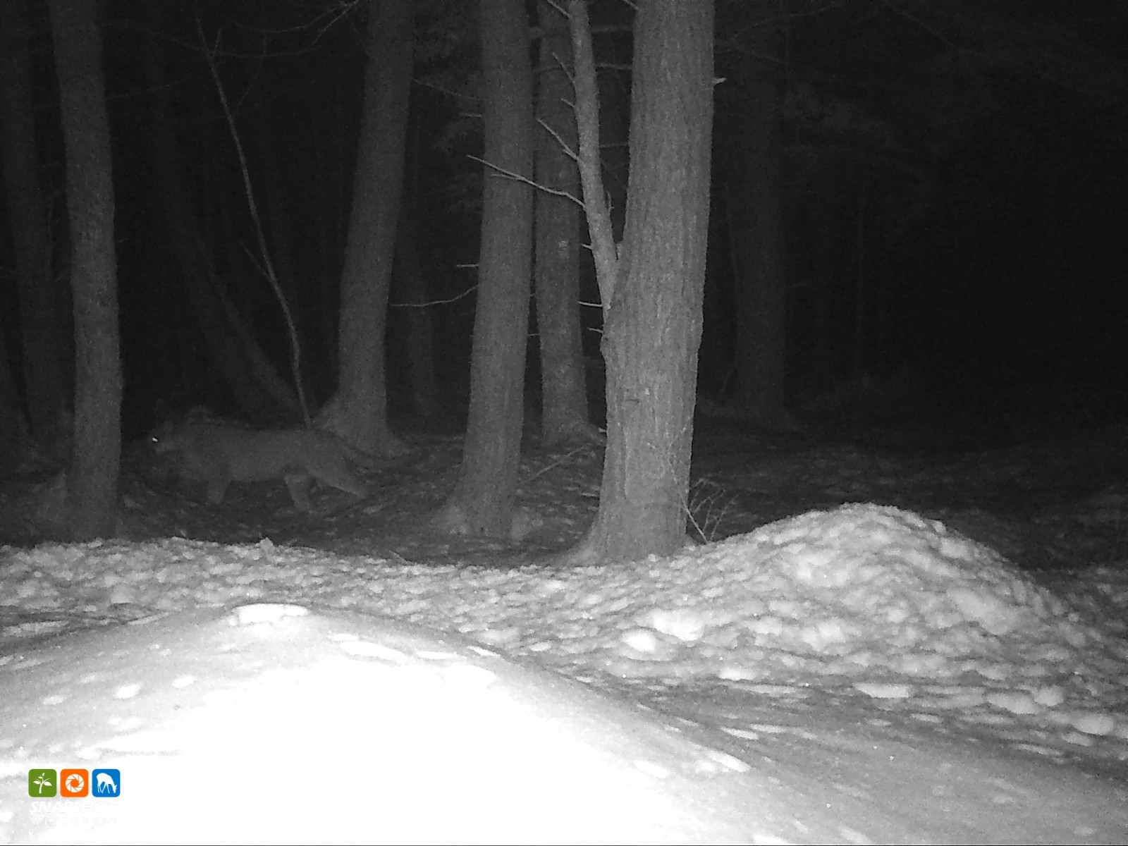 Cougar_Menominee_16910104.jpg