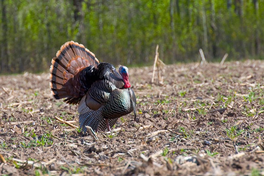 a male turkey in a field with woods in the background