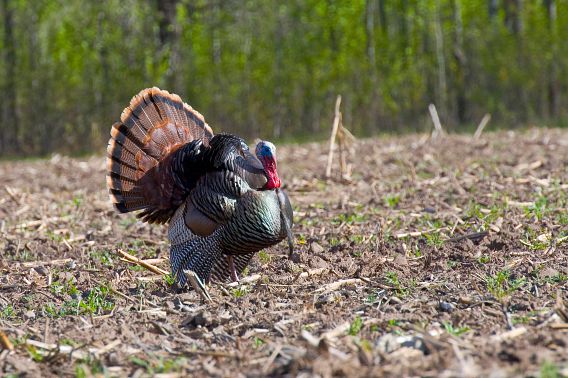 A male turkey standing in a muddy field.