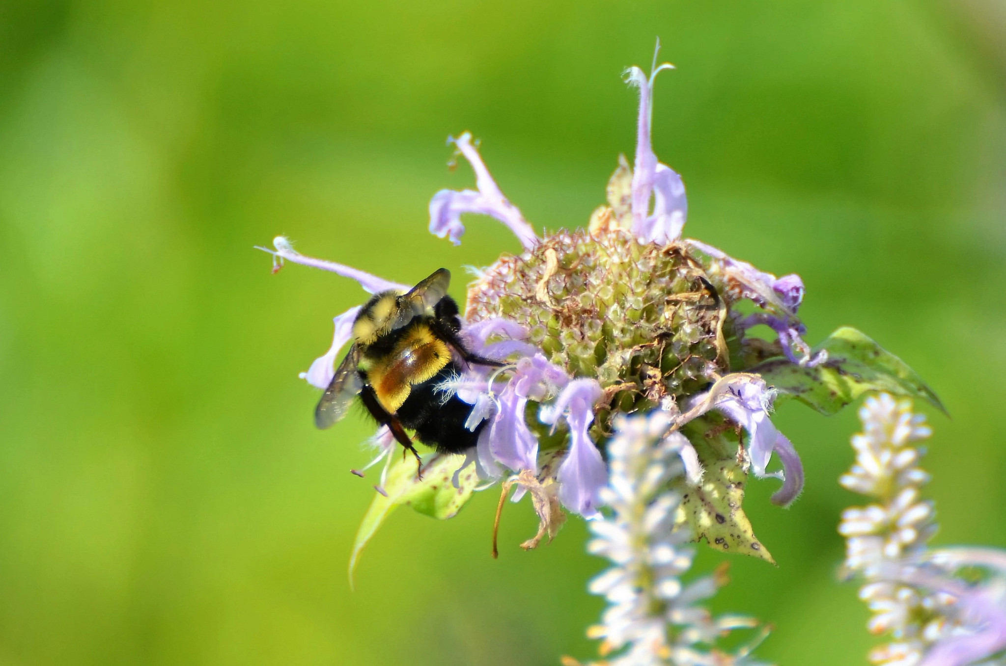 rusty patched bumble bee perched on a purple flower