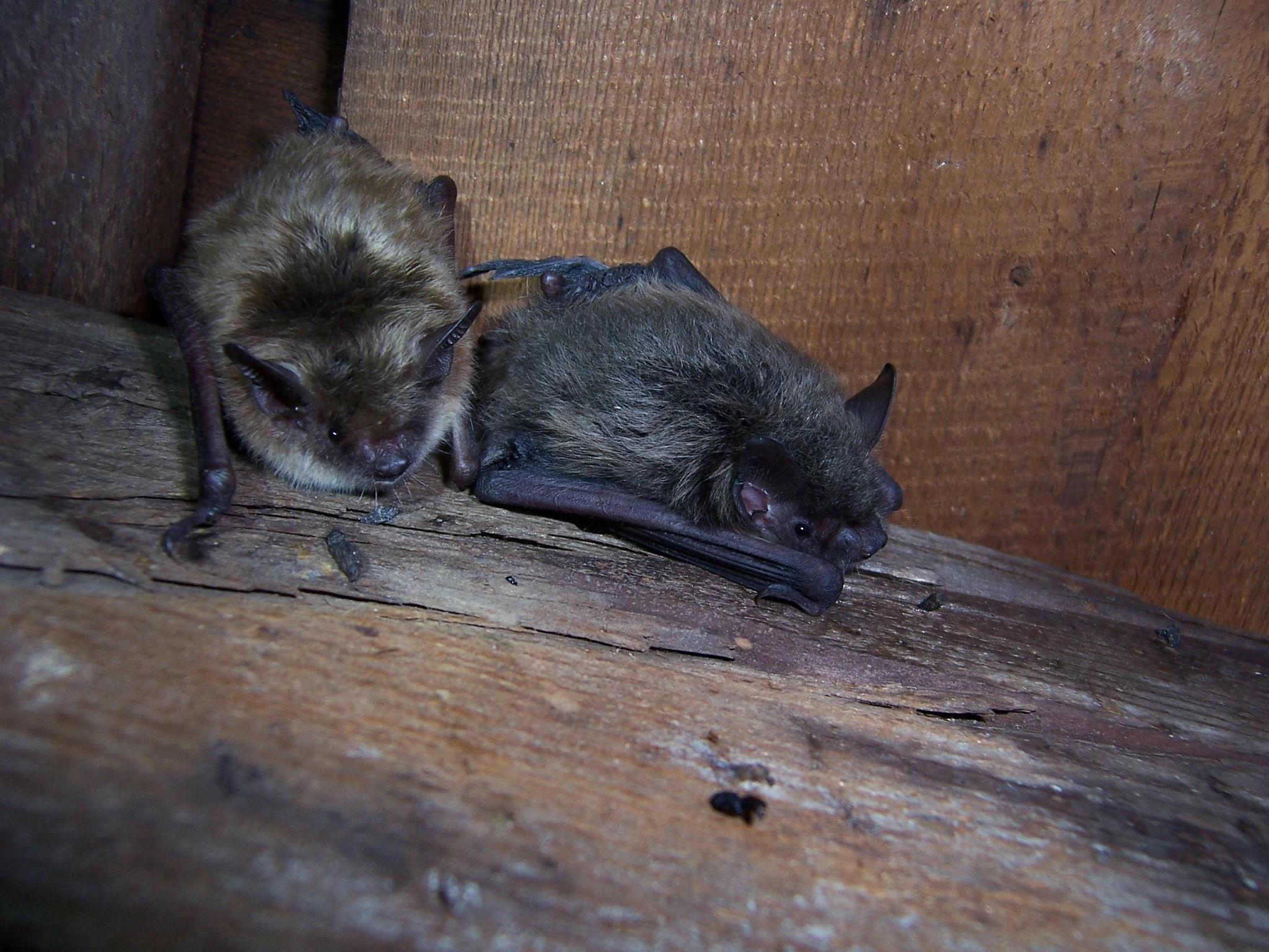 Help Wisconsin Bats During International Bat Week
