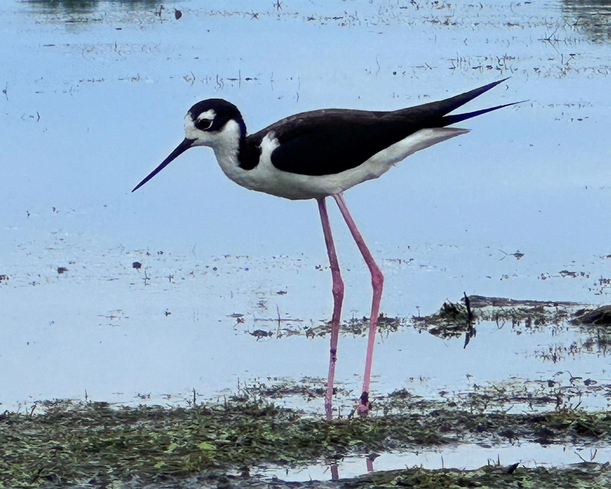 A black-necked stilt at Horicon National Wildlife Refuge. 