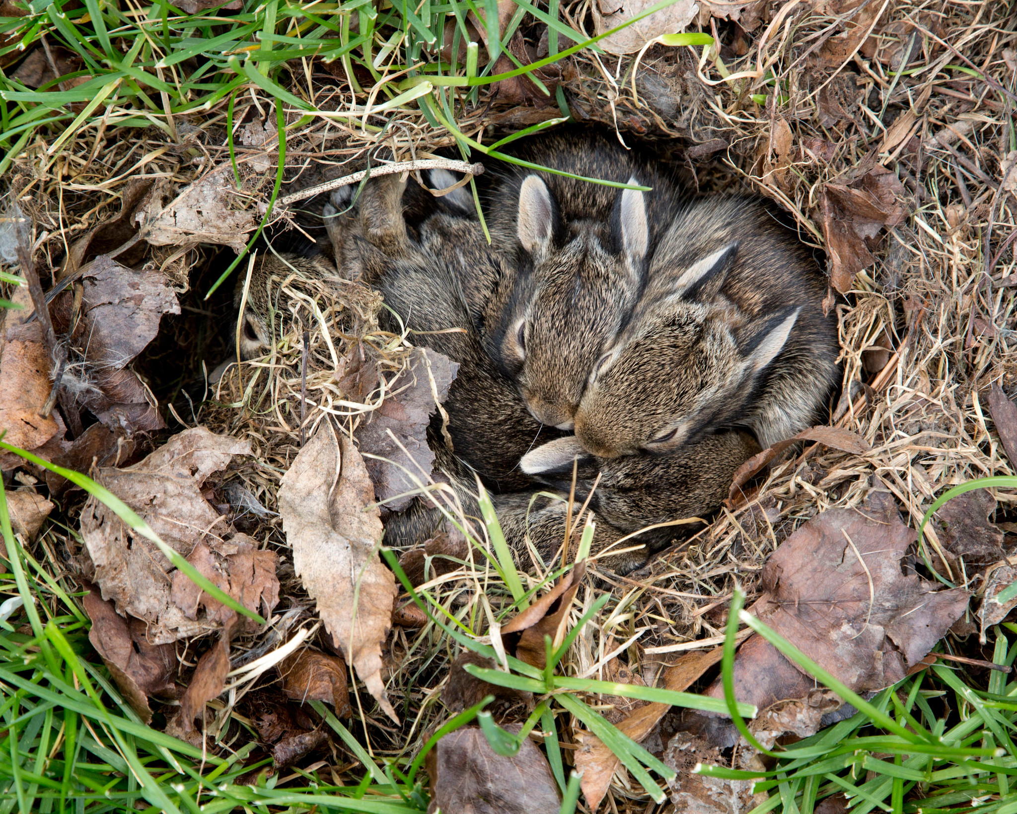 Baby bunnies curled up in a nest on the ground. 