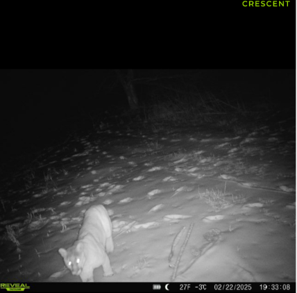 A cougar was captured on a trail camera in the woods at night walking in the snow.