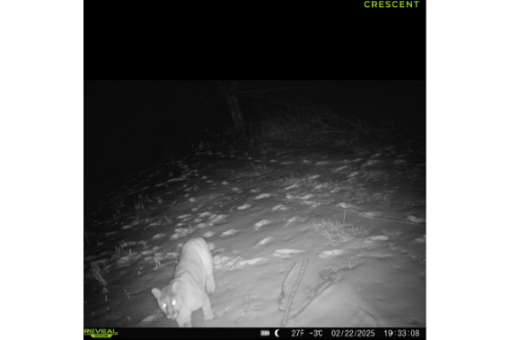 A cougar was captured on a trail camera in the woods at night walking in the snow.