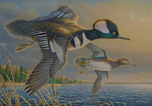 The 2026 Waterfowl Stamp illustration shows two waterfowl flying over a marshy body of water.