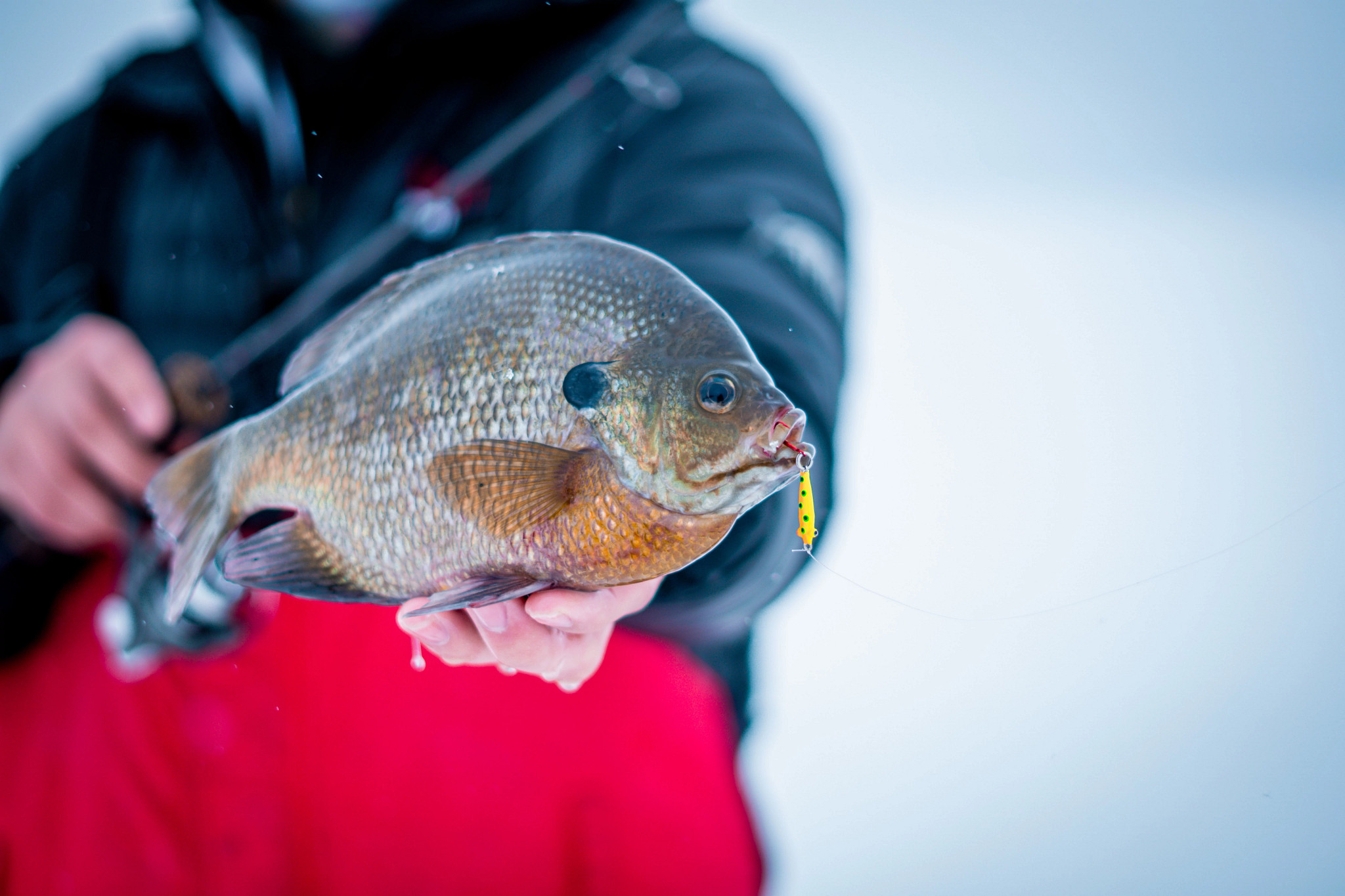 An ice angler holds a freshly caught bluegill. 