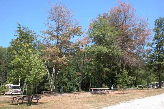 This is what oak wilt infected trees look like by summer; dying leaves stand out against other green trees.