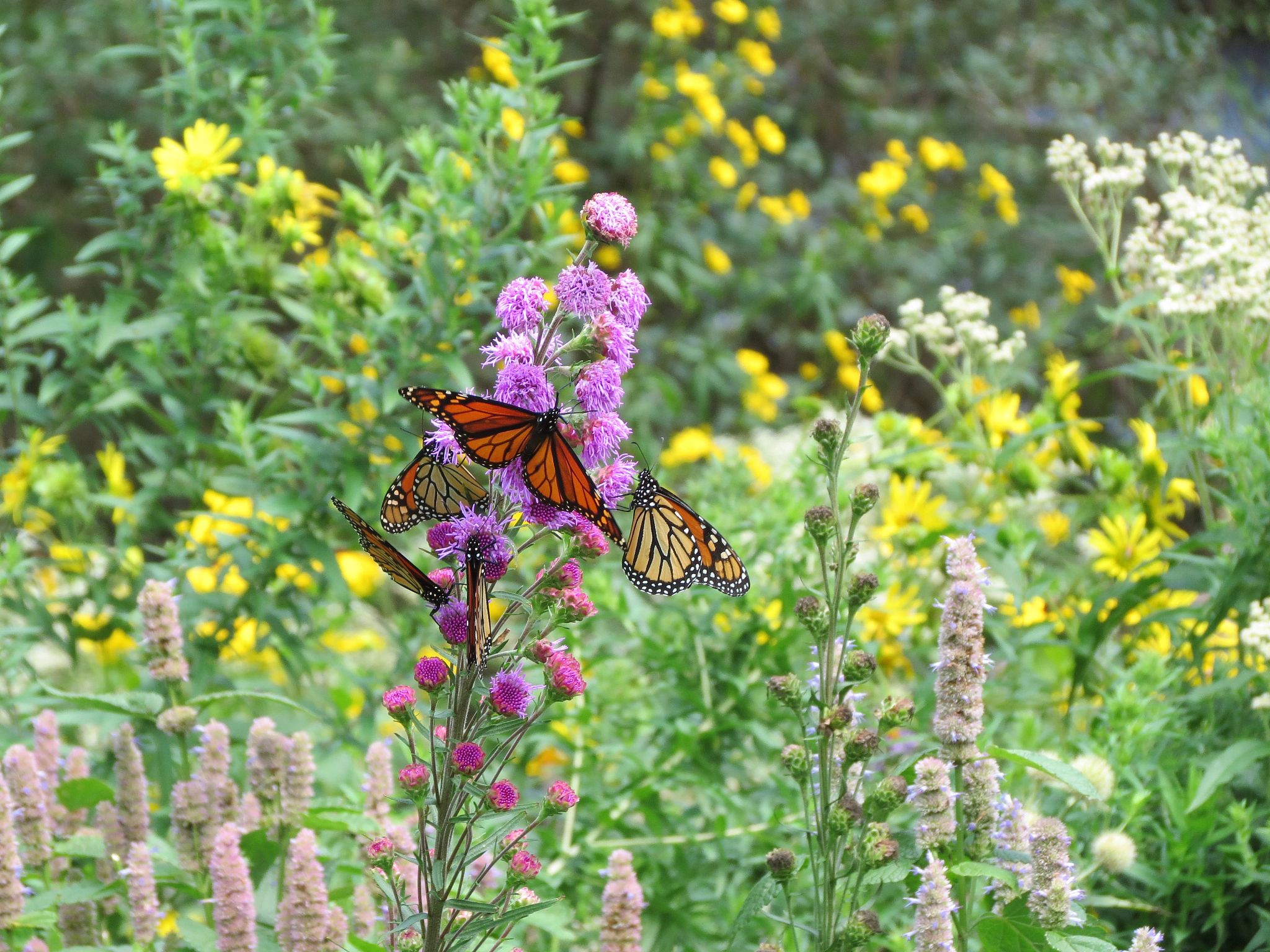 Wisconsin DNR news release