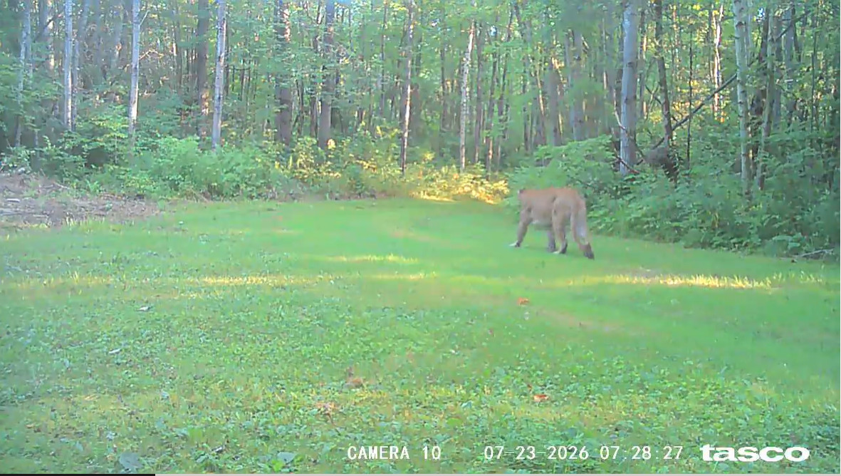 A photo of a cougar walking down a grassy path in the forest.