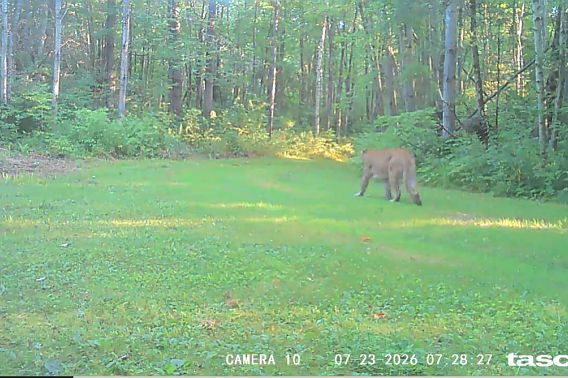 A photo of a cougar walking down a grassy path in the forest.