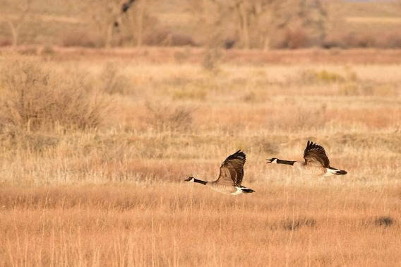 Two Canada geese flying over marshland.