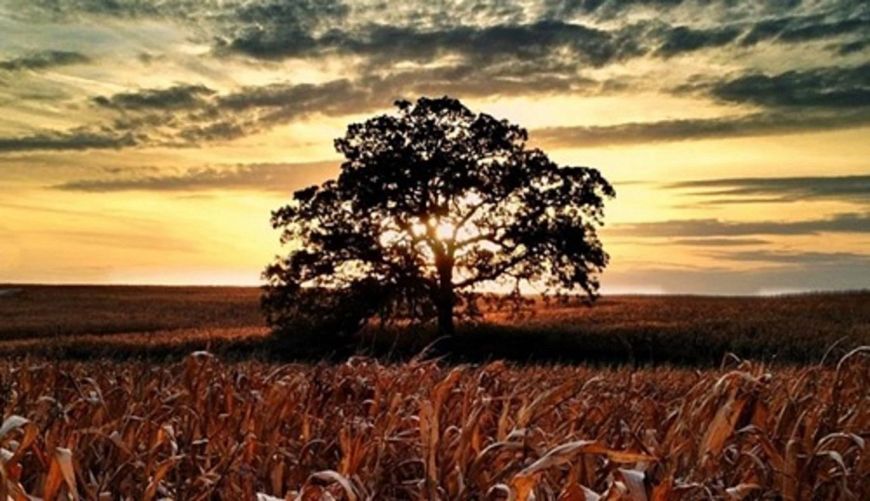 majestic bur oak in field with orange sky