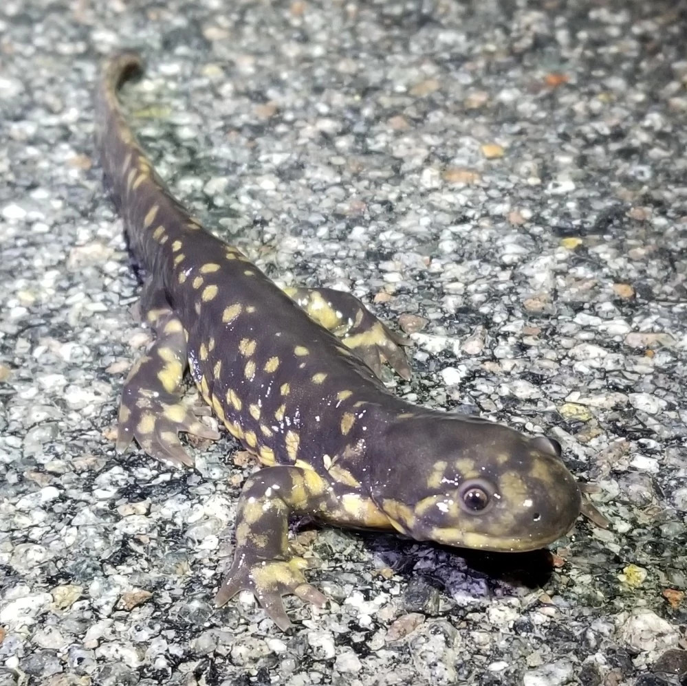 a black and yellow spotted salamander on pavement