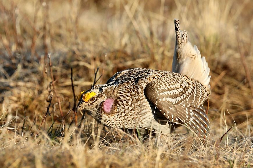 A sharp-tailed grouse displaying in a grassy field, with its tail feathers raised and wings slightly spread.