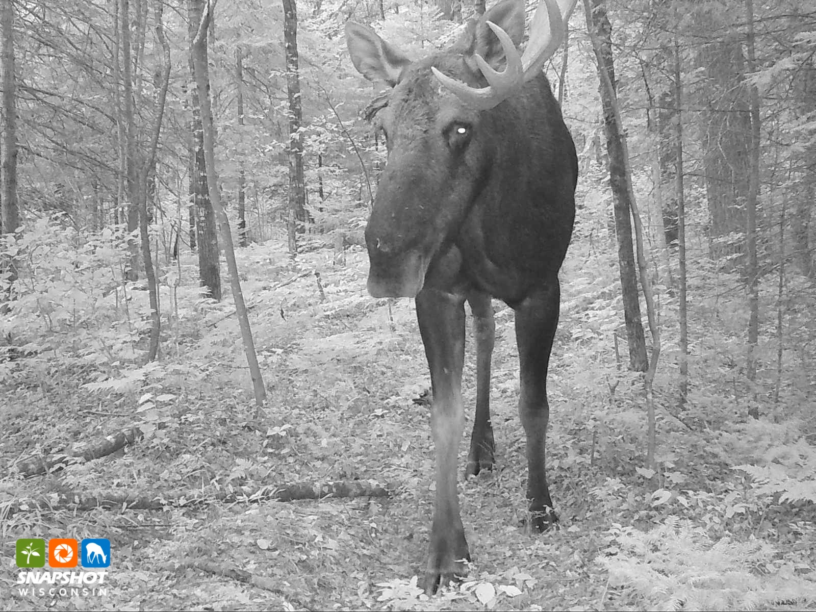 Iron_Moose_27908837.jpg