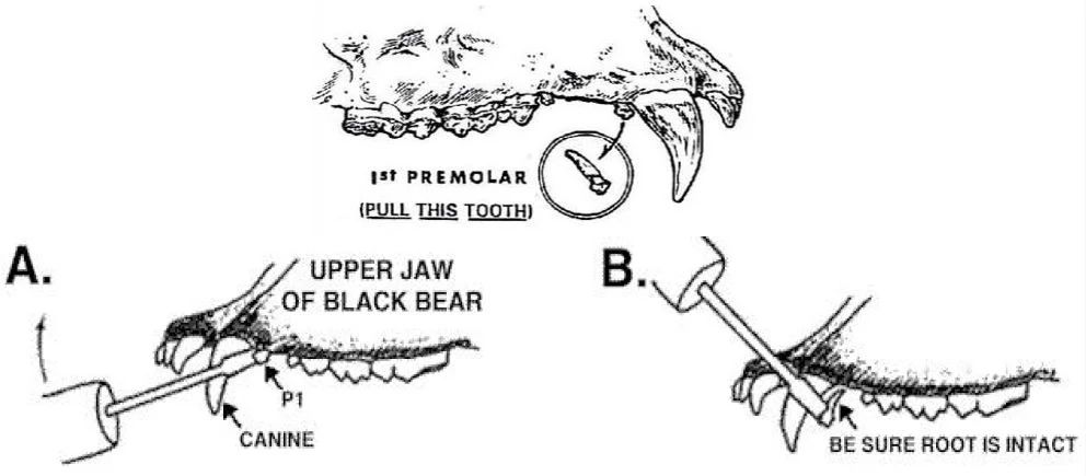 Black and White Graphic Illustration of the steps involved with correctly pulling a bear tooth for registering your bear harvest. The first illustration shows the tooth that needs to be identified and pulled which is the 1st premolar at the front of the mouth behind a large front tooth. Graphic A shows the location of the premolar tooth to be extracted in the bear's upper jaw P1 next to the large front canine tooth. B graphic indicates that you need to keep the entire root intact when pulling the P1 premolar tooth from the bear's upper jaw.