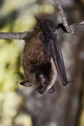 Lakes States Forest Management Bat Habitat Conservation Plan | Bat HCP ...