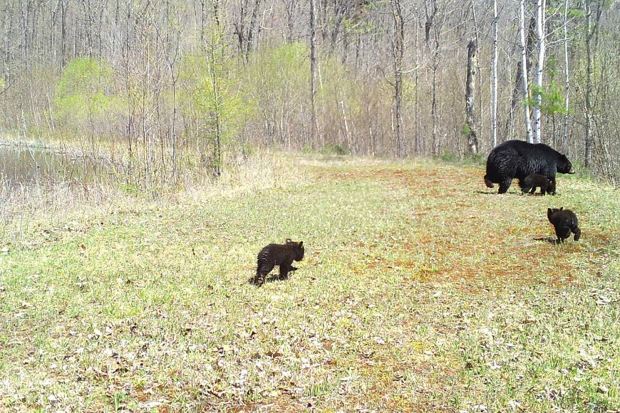 A black bear sow walking through the woods with her three cubs.