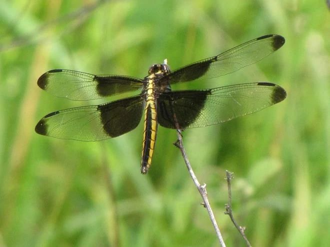 An image of a dragonfly on a leaf.