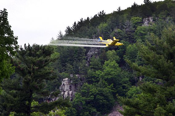A small yellow plane sprays an insecticide as it flies next to the tree-lined cliffs of Devil's Lake State Park. 