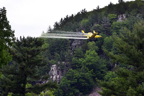 A small yellow plane sprays an insecticide as it flies next to the tree-lined cliffs of Devil's Lake State Park.
