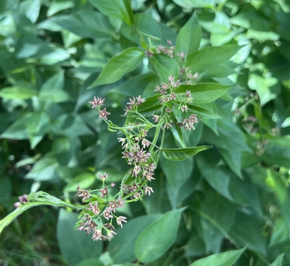The pale flowers and green leaves of the pale swallow-wort plant.