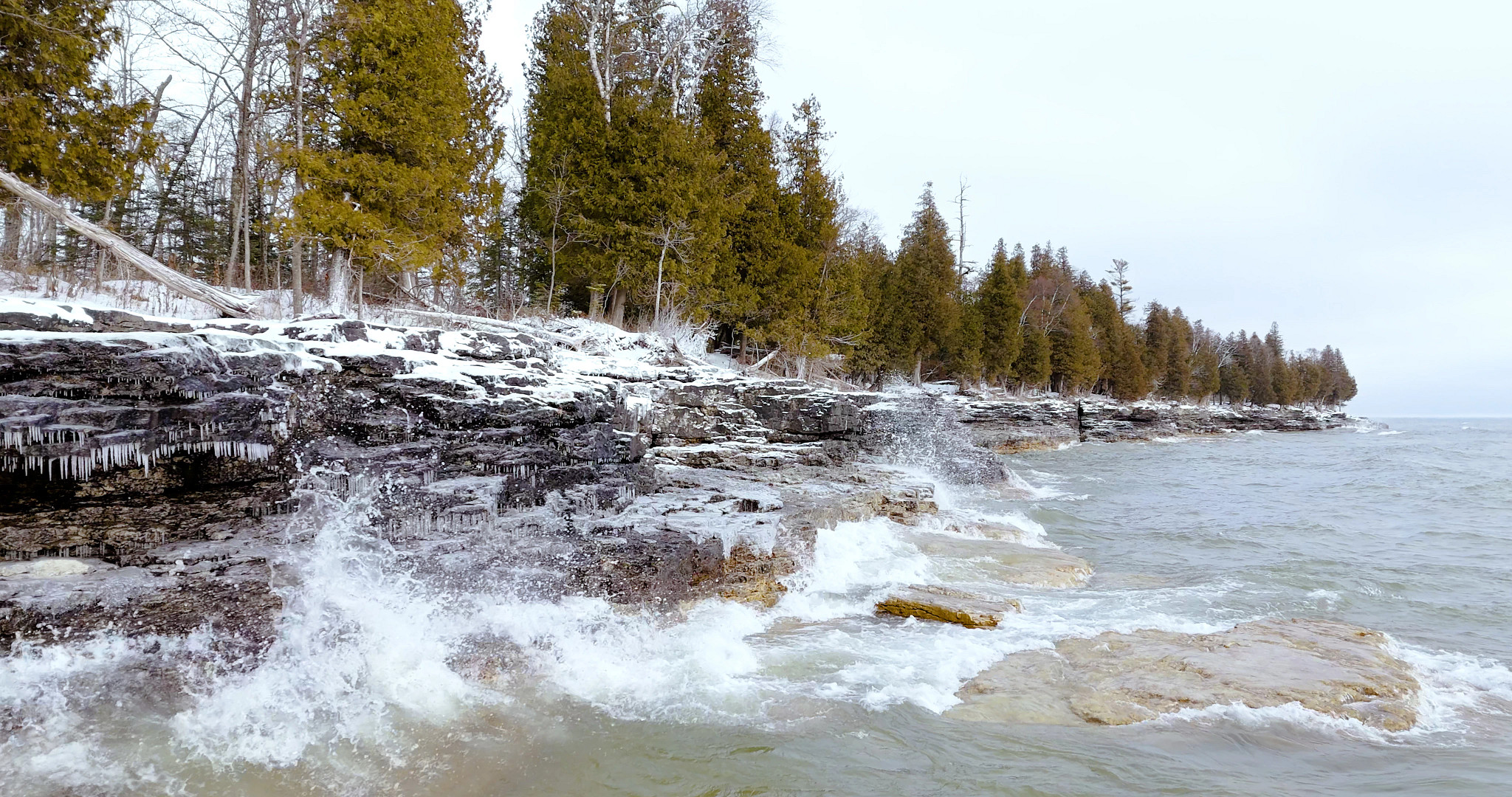Waves crash against a rocky, snow-covered shoreline dotted with cedar trees on a winter day.