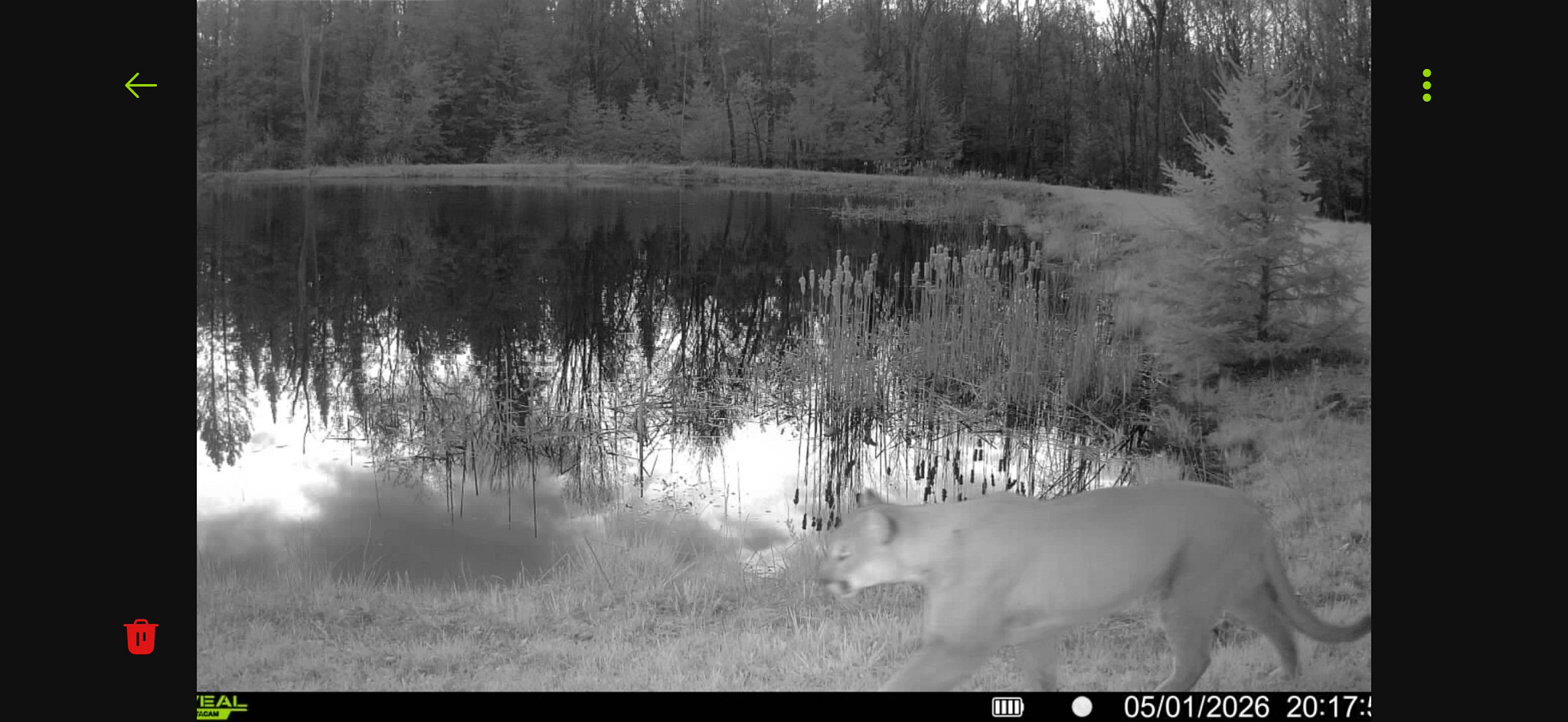 Cougar captured on a black and white trail camera.
