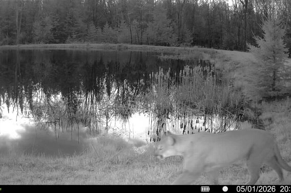 Cougar captured on a black and white trail camera.