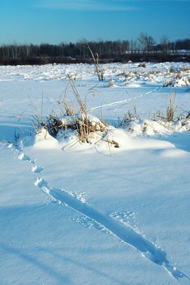 Otter tracks in snow