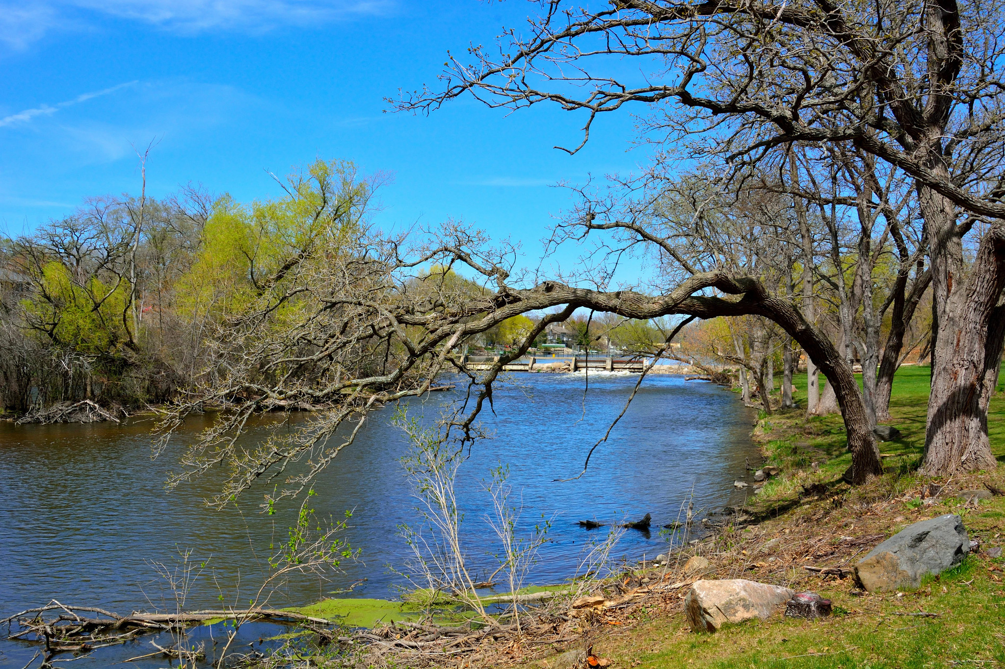 Looking northward toward the Rochester Wisconsin dam along the Fox River in April with the buds beginning to show greenery as springtime begins.