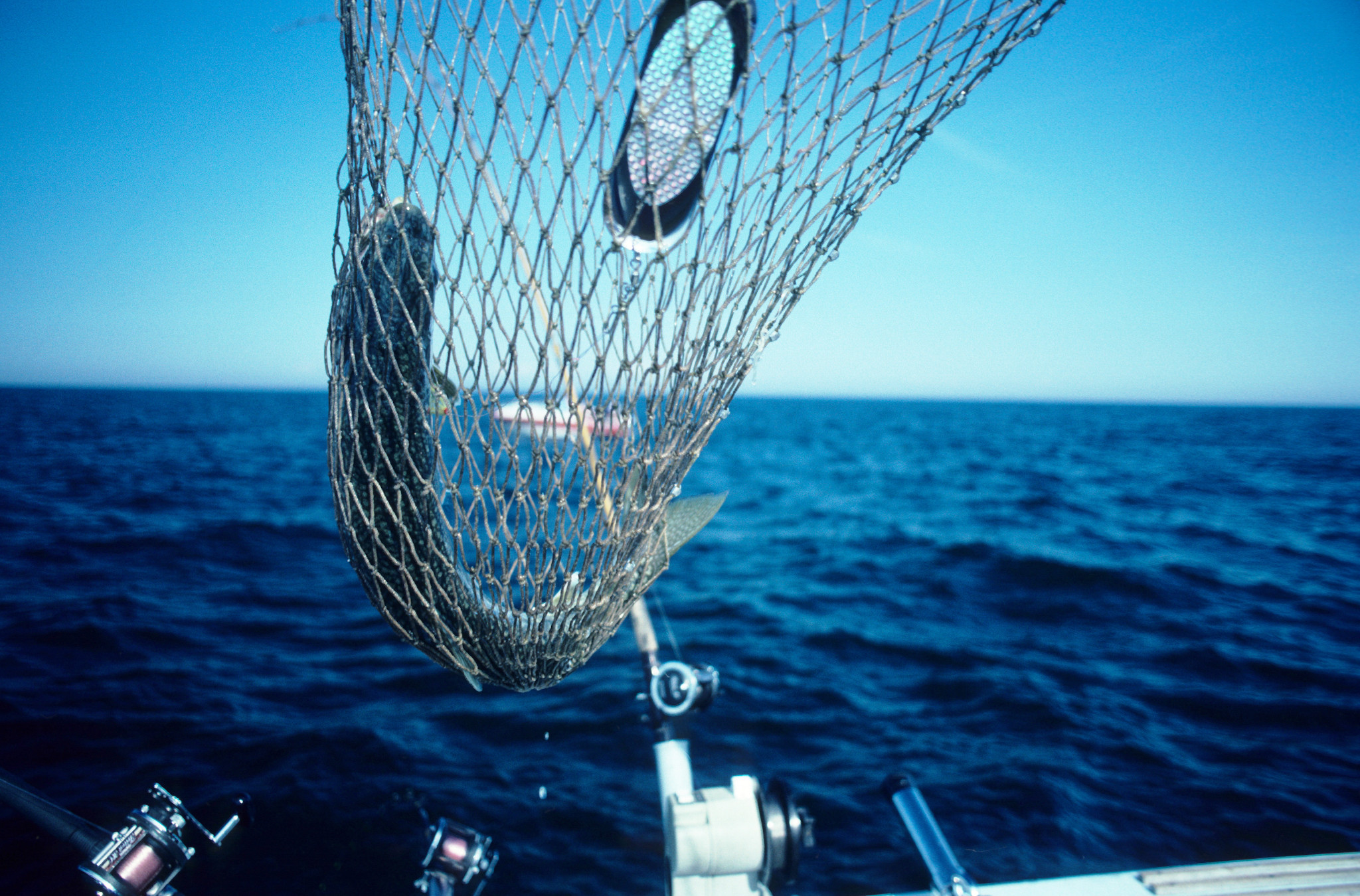 Lake trout in a net. 