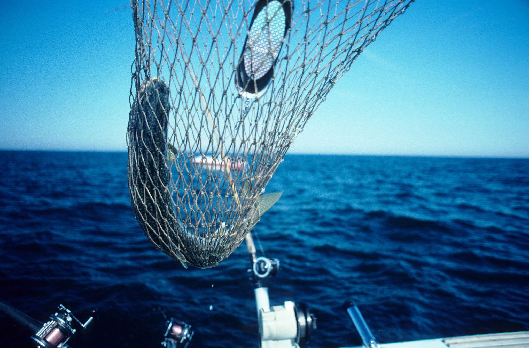 An image of a lake trout caught in a net on a body of water. 