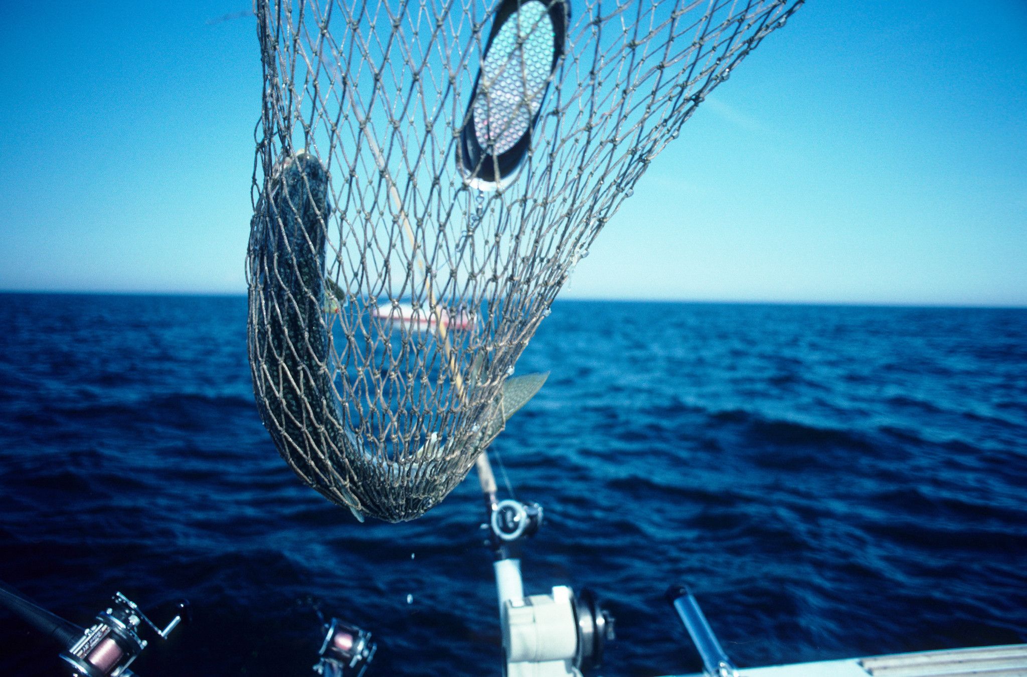 An image of a lake trout caught in a net on a body of water.