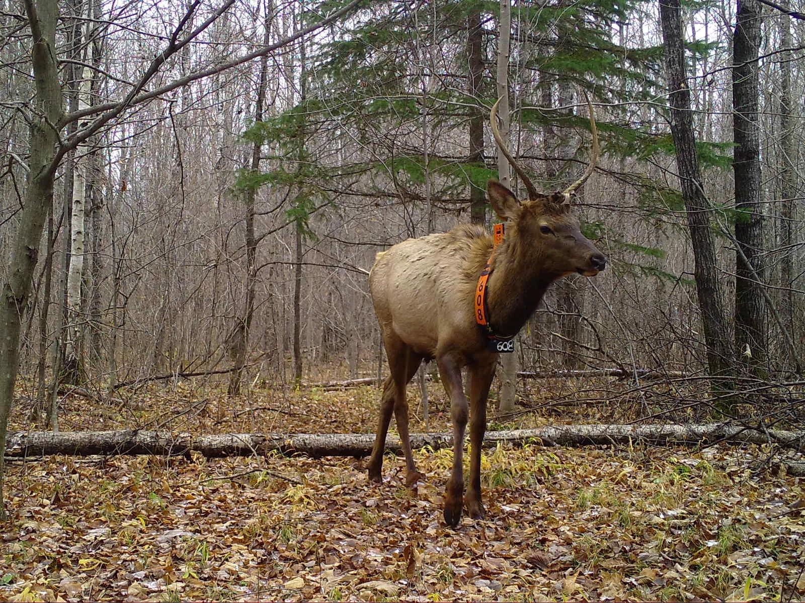trail cam image of elk in woods
