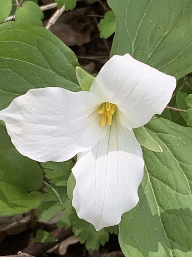 April Self-Guided Interpretive Trail - Spring Blooming Forest Flowers ...
