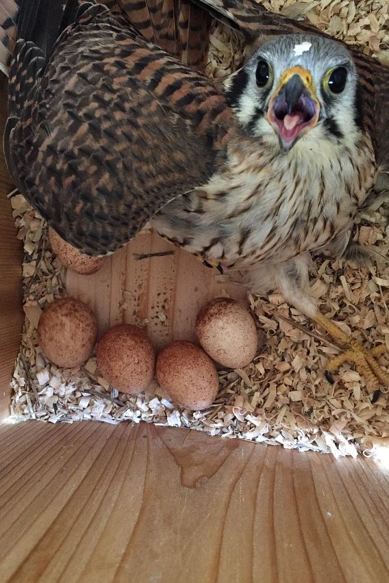 American kestrel with eggs