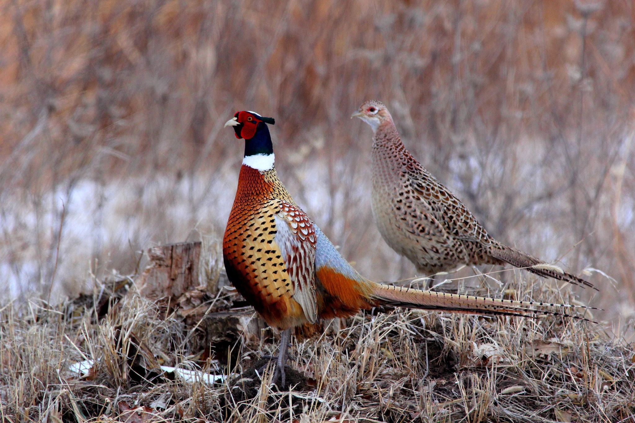 A closeup of two pheasants, one orange and yellow, the other tan and brown, perched on brown brush with snow in the background.