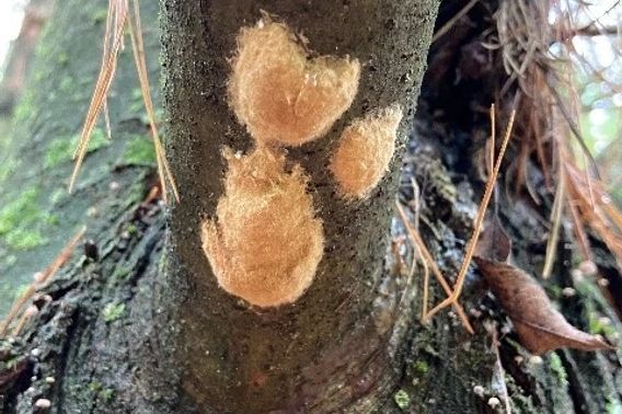 Spongy moth egg masses appear as tan-colored lumps about the size of a nickel or quarter and are found on trees, buildings and other outdoor objects.