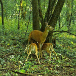 A doe nurses two fawns beside a large tree in a green forest.